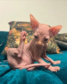 Kanadský sphynx