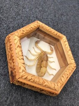 Štír škorpión rámeček dřevěný entomologie hmyz