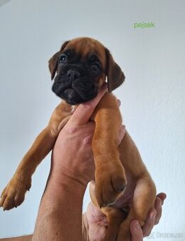 Německý boxer štěňata s PP - Moravia Dog Club