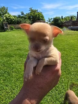 Mini civava