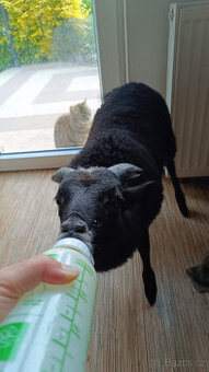 Ovce vřesová