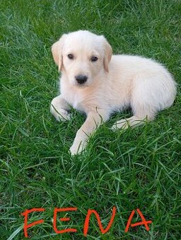 Zlatý retrívr/retriever