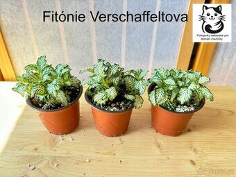 Fitónie Verschaffeltova