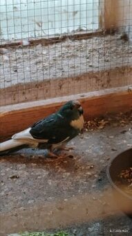 Kakarik