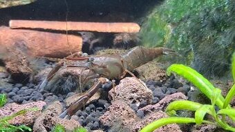 Macrobrachium dayanum