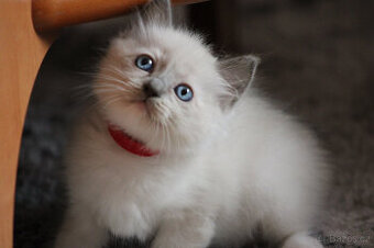 Ragdoll Koťátka - Rezervace