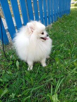 Pomerian