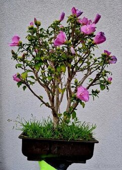 Bonsai, Bonsaj - Ibisek syrsky 2