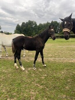 Prodám “nebudeš se nudit “ hřebečka