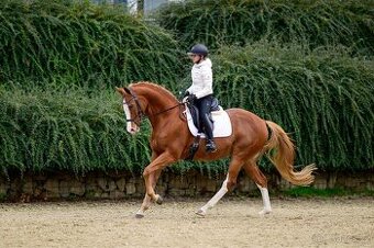 Prodám líbivého valacha