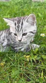 Koťátko britské krátkosrsté