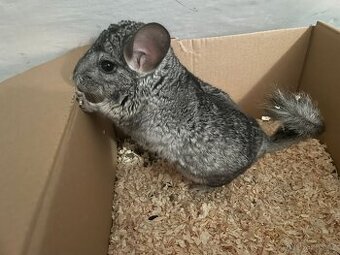 Prodám samečka činčily