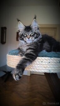 Mainské mývalí holčičky s PP