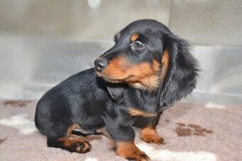 Jezevčík dlouhosrstý standardní