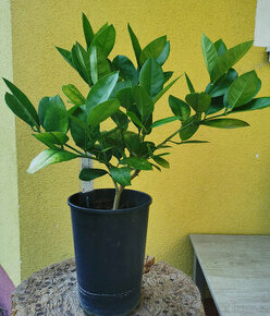 Citroník PONDEROSA (20a)