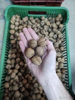 Vlašské ořechy 2025 - neloupané