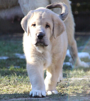 Španělský mastin s PP - pejsci