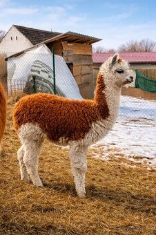 Alpaka - sameček Nico