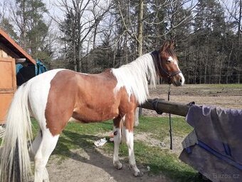 Prodám hřebečka APH