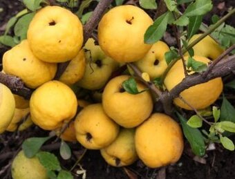 KDOULE POMERANČOVA - Kdoulovec Nivalis