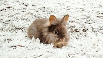 Zakrslý králík, králíček -(lvíček)-LINDA