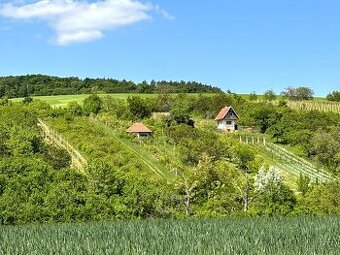 Prodej vinice Archlebov, okres Hodonín