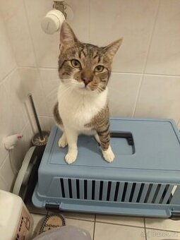 SIMBA - krásný mazlivý kocourek