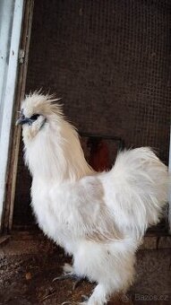 Kohout hedvábničky velké