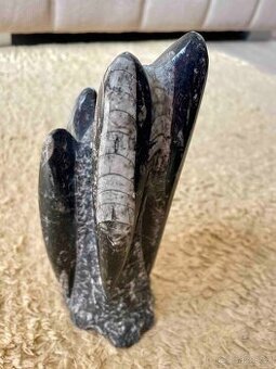 Dekorace z pravé fosilie – Orthoceras (cca 450 miliónů let)