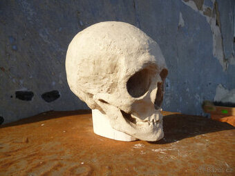 Dekorativní sádrový odlitek lebky – životní velikost