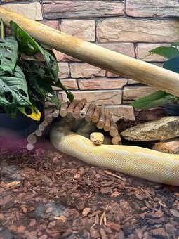 Krajta královská + terárium