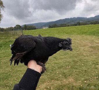 Ayam Cemani