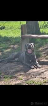 Daruji psa Bandog