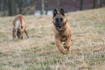 Belgický ovčák malinois s pp