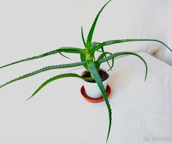 Aloe vera léčivá