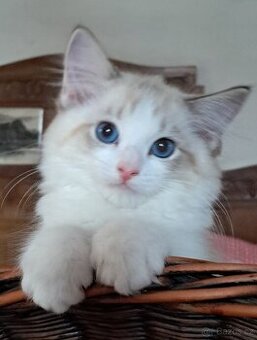 Kočičky ragdoll s PP