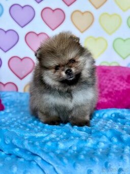Pomeranian s PP