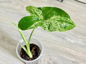 Syngonium podophyllum Mojito