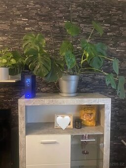 Monstera deliciosa