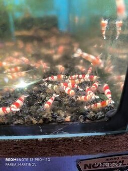 Prodám krevetky caridina Crystal red
