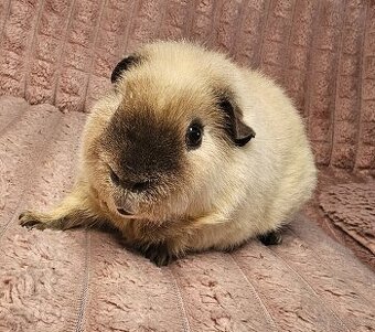 Roční us teddy na mazlení