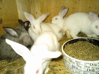 Sallander x Hyla