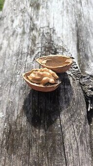 PRODÁM VLAŠSKÉ OŘECHY