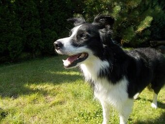 Krytí border kolie bez Pp