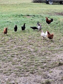 Prodám roční slepice z volného chovu.