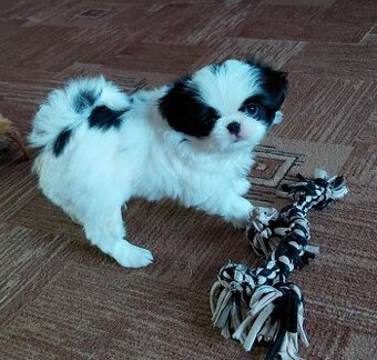 JAPAN CHIN - ŠTĚNĚ S PP