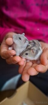 Křeček džungarský