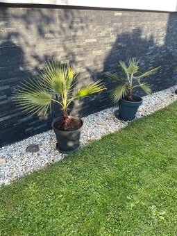 Palma Palmera Abanico