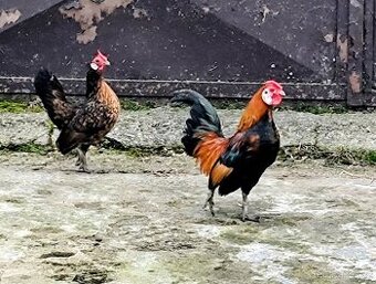 Prodám pár slepiček