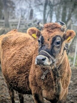 Kráva kříženec Angus x jersej x Limousine